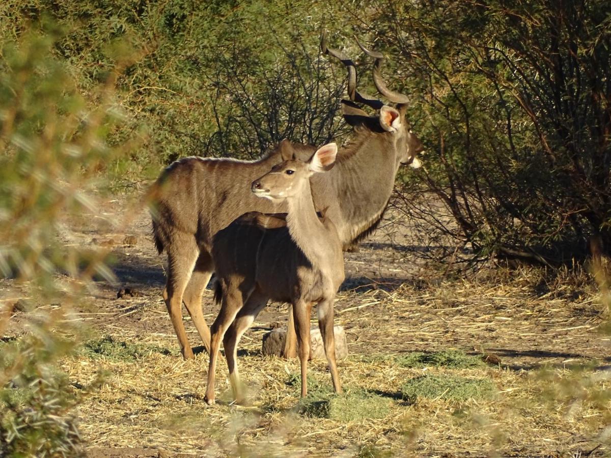Teri-Lemveli Lodge Beaufort West Luaran gambar