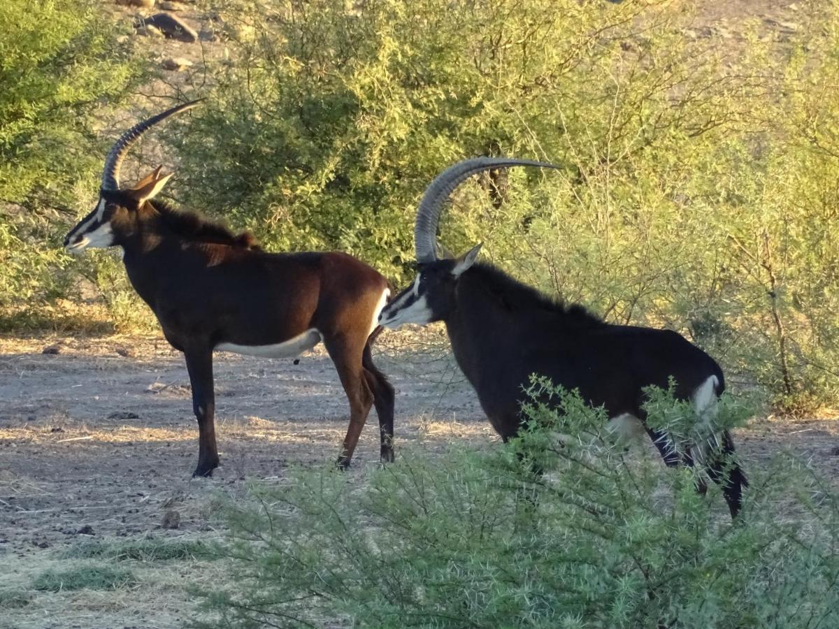 Teri-Lemveli Lodge Beaufort West Luaran gambar