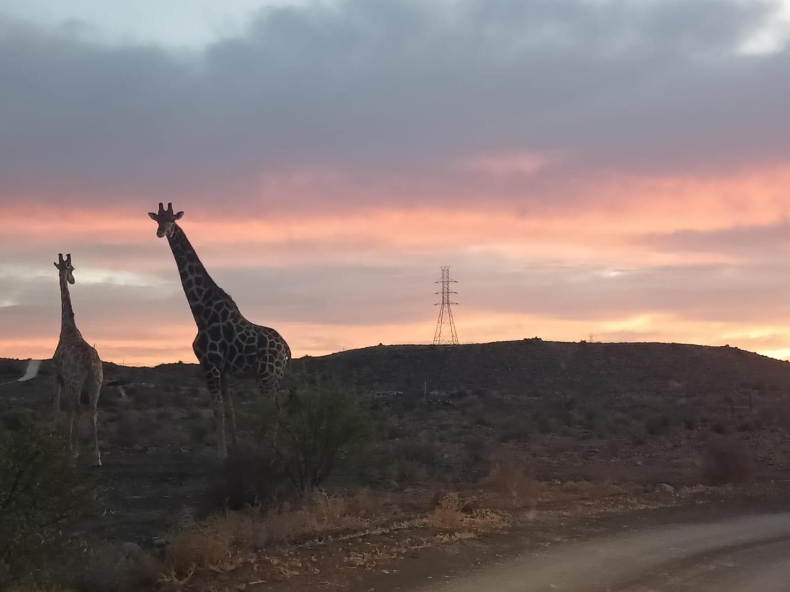 Teri-Lemveli Lodge Beaufort West Luaran gambar