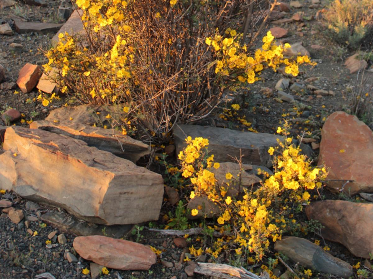 Teri-Lemveli Lodge Beaufort West Luaran gambar
